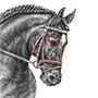 Friesian Horse Portrait