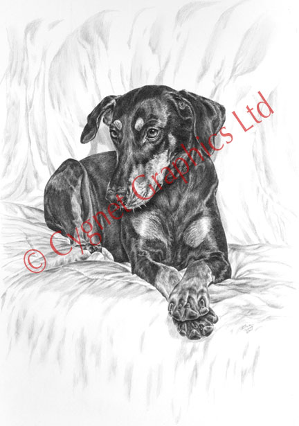 Doberman with paws crossed - pencil drawing by Kelli Swan