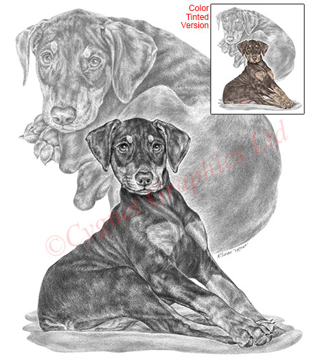 Doberman puppy - pencil drawing by Kelli Swan