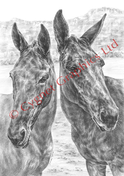 Mules art - pencil drawing by Kelli Swan