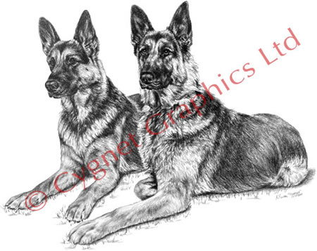 Two german shepherds lying together - pencil drawing by Kelli Swan